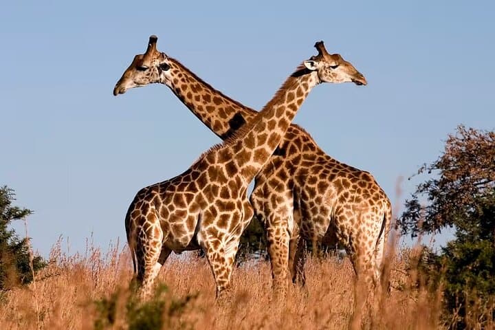 Exploring Nairobi National Park: Wildlife Encounters and Conservation in Kenya’s Urban Wilderness photo 2