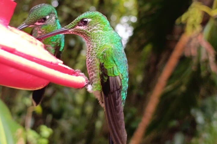 Monteverde Cloud Forest Birdwatching: Spotting Resplendent Quetzals & Emerald Toucanets photo 5