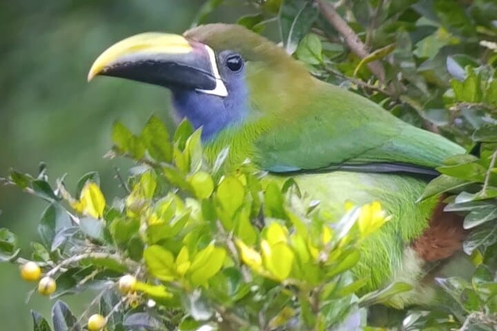 Monteverde Cloud Forest Birdwatching: Spotting Resplendent Quetzals & Emerald Toucanets photo 6