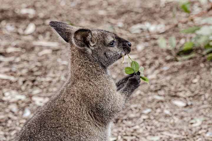 Sydney Private Day Tour: Harbour Views, Wildlife & Inside Opera House photo 3