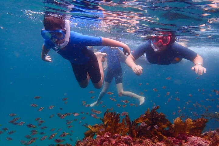 Family Snorkeling at Clovelly Beach — Private Guided Marine Walk for Kids in Sydney