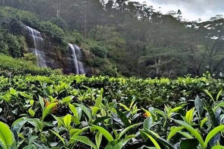 Kandy Waterfalls Tour: Sembuwatta Lake and Knuckles Falls Day Trip photo 6