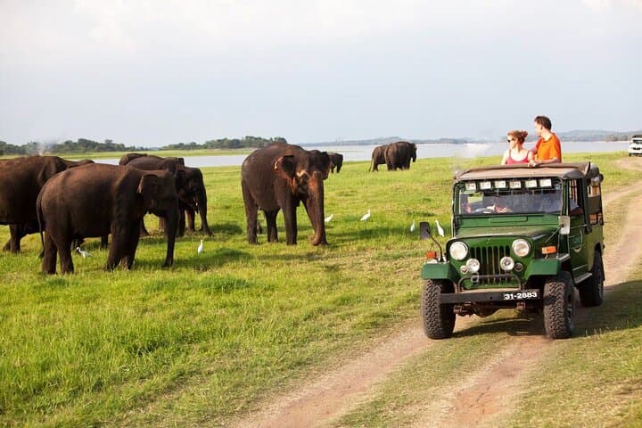 Minneriya Jeep Safari from Pasikudah — Watch the Elephant Gathering photo 3