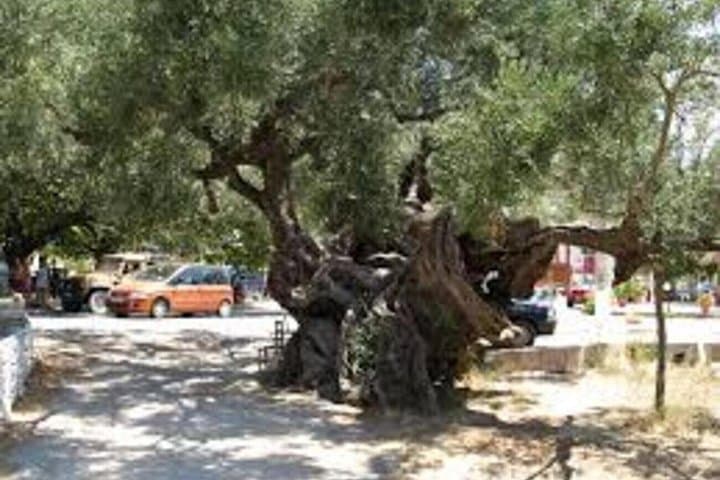 Discover Zakynthos' Past: VIP Jeep Safari to Navagio Shipwreck & Olive Farms photo 2