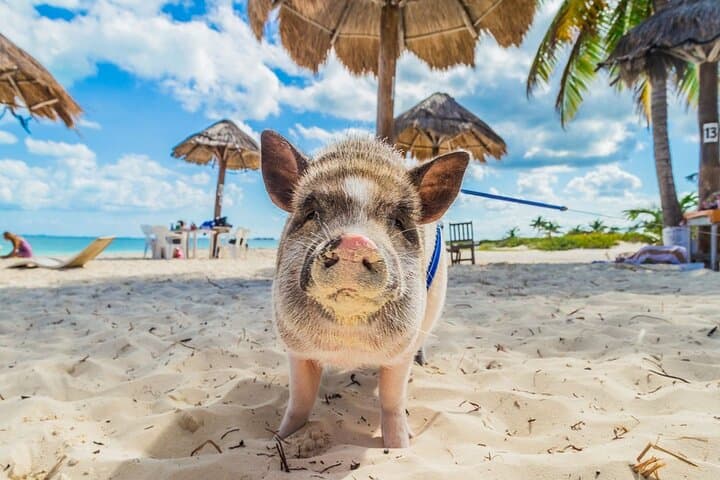 Private Speedboat Fishing & Pig Island Visit — Koh Tan and Koh Madsum from Koh Samui photo 2