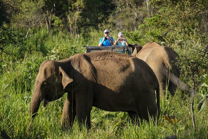 Minneriya Jeep Safari from Pasikudah — Watch the Elephant Gathering photo 4