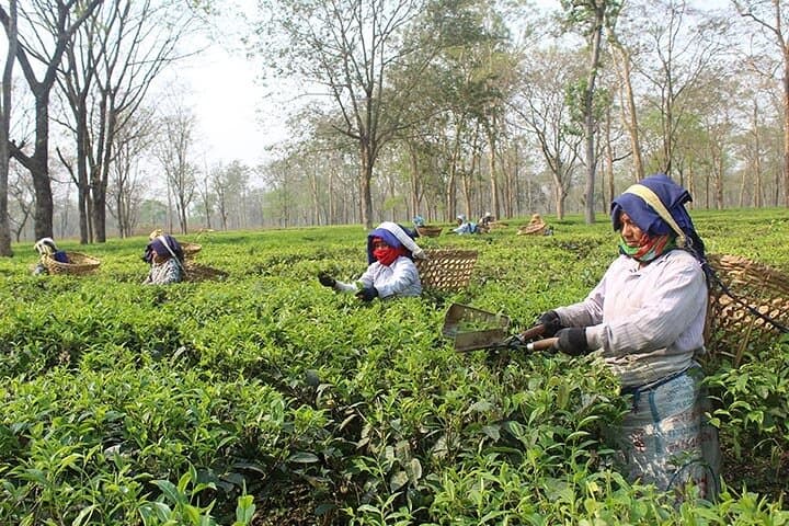 6-Day Tour of Sri Lanka: Cultural Triangle, Hill Country & Southern Coast photo 6