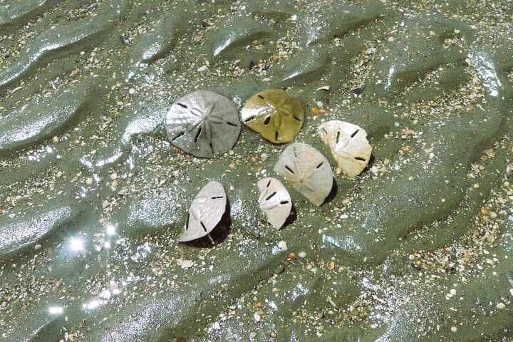 Vanishing Mile Isle Beachcomber Tour — Hilton Head's Tide-Revealed Sandbar