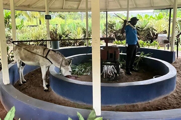 Explore YS Falls and Appleton Estate: Waterfalls, Sugarcane Fields & Rum Tasting photo 4