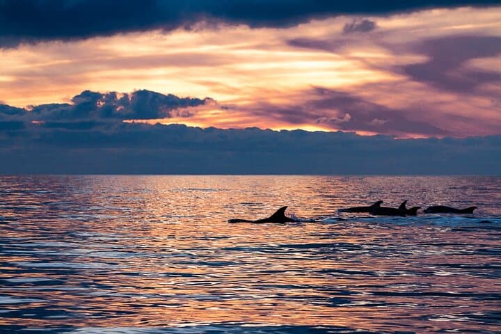 Sunset Dolphin Watching with Marine Biologists in Faro’s Ria Formosa