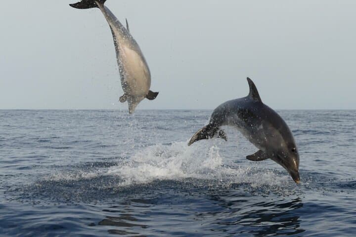 Sunset Dolphin Watching with Marine Biologists in Faro’s Ria Formosa photo 3