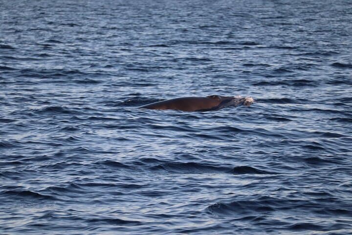 Sunset Dolphin Watching with Marine Biologists in Faro’s Ria Formosa photo 4