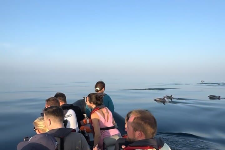 Sunset Dolphin Watching with Marine Biologists in Faro’s Ria Formosa photo 5