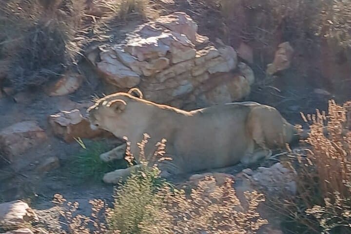 Aquila Big Five Day Safari from Cape Town: Game Drives, Lunch & Transport