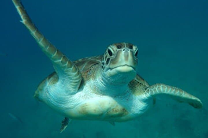 Barbados Sunset Snorkel Catamaran Cruise in Carlisle Bay photo 5