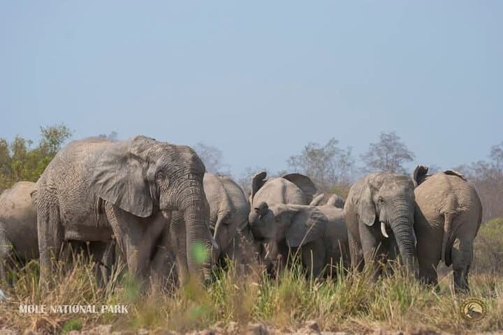 4-Day Mole National Park & Damongo Homestay Safari