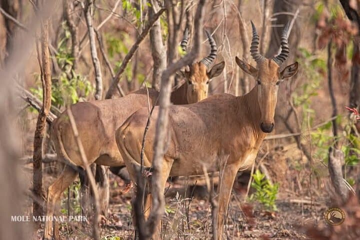 4-Day Mole National Park & Damongo Homestay Safari photo 2