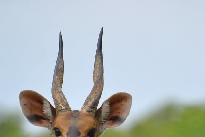 4-Day Mole National Park & Damongo Homestay Safari photo 3
