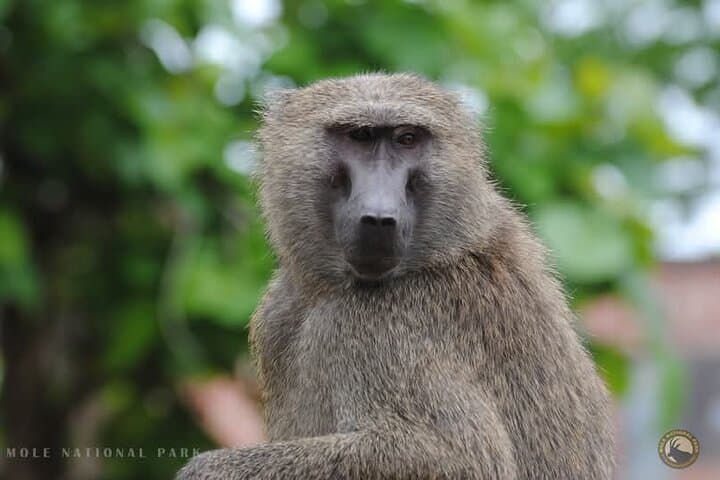 4-Day Mole National Park & Damongo Homestay Safari photo 4
