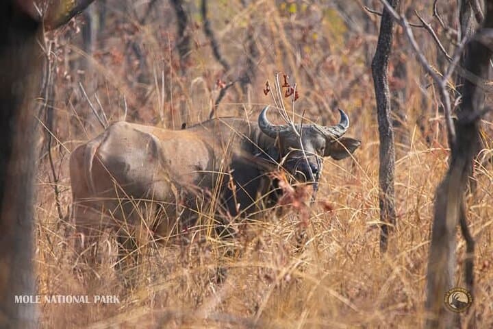 4-Day Mole National Park & Damongo Homestay Safari photo 5