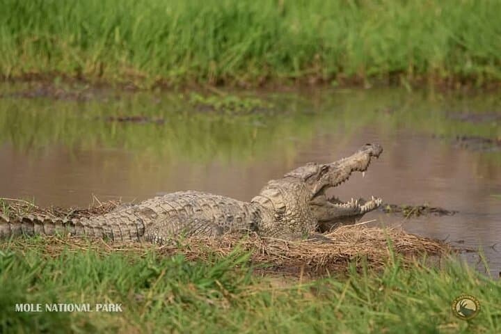 4-Day Mole National Park & Damongo Homestay Safari photo 6