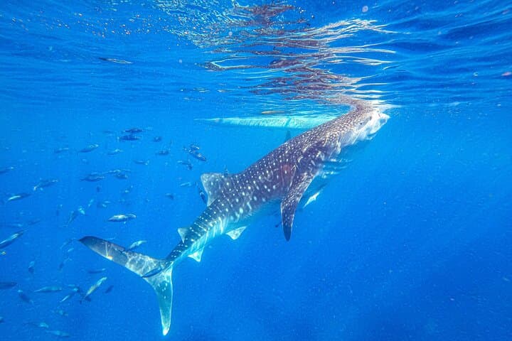 Oslob Whale Shark Snorkel & Kawasan Canyoning — Full-Day Tour from Cebu photo 3