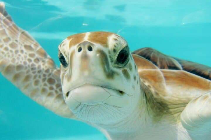 Tulum Ruins, Akumal Turtles & 3 Cenotes — Riviera Maya Day Tour
