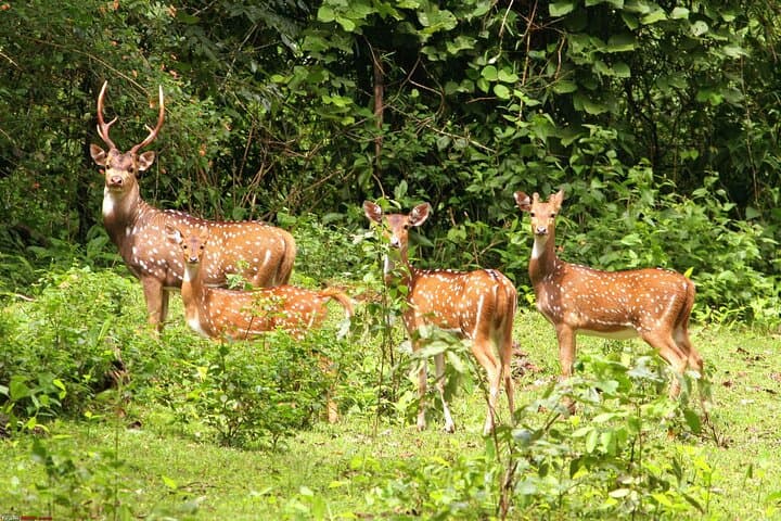 Chitwan National Park 3-Day Safari: Rhinos, Birds & Tharu Culture photo 2