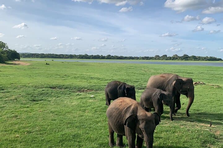 Minneriya National Park Elephant Safari — Private Jeep Wildlife Experience near Habarana photo 3