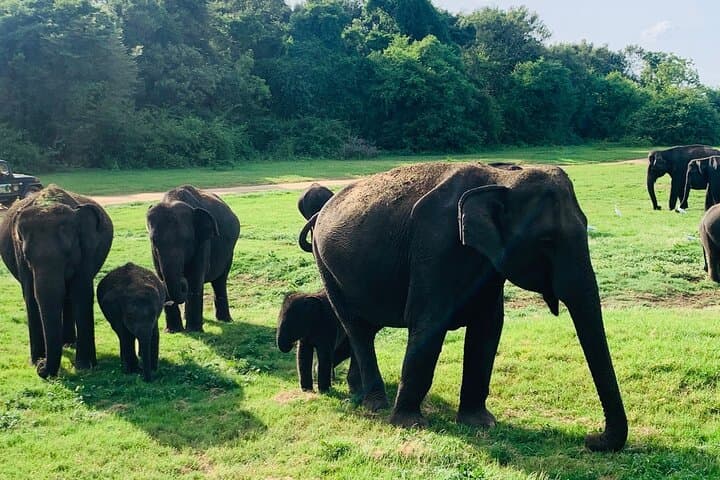Minneriya National Park Elephant Safari — Private Jeep Wildlife Experience near Habarana photo 4