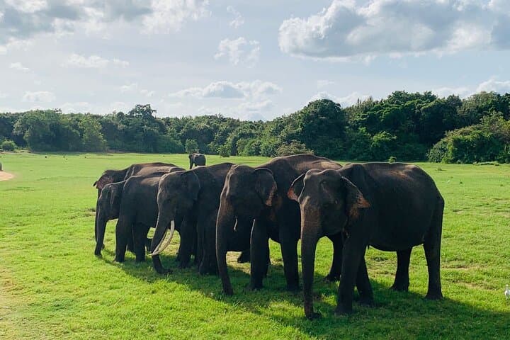 Minneriya National Park Elephant Safari — Private Jeep Wildlife Experience near Habarana photo 2