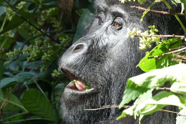 3-Day Gorilla Tracking and Lake Bunyonyi Adventure in Uganda