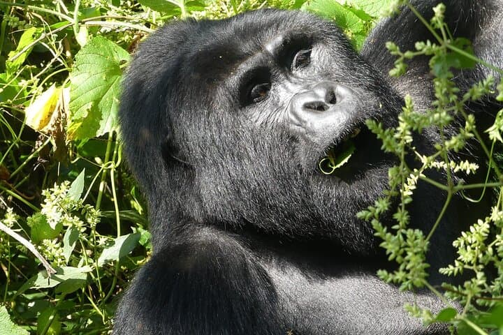3-Day Gorilla Tracking and Lake Bunyonyi Adventure in Uganda photo 2