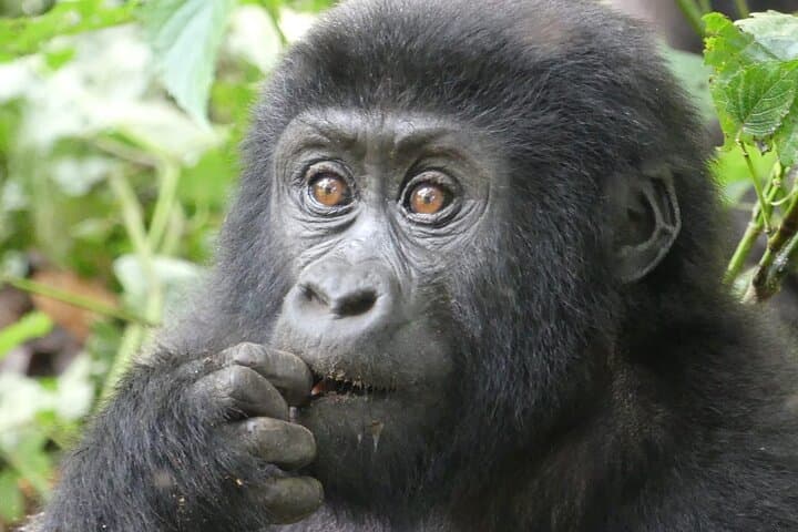 3-Day Gorilla Tracking and Lake Bunyonyi Adventure in Uganda photo 3