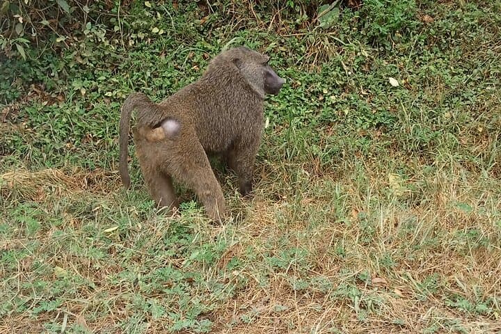 3-Day Gorilla Tracking and Lake Bunyonyi Adventure in Uganda photo 5
