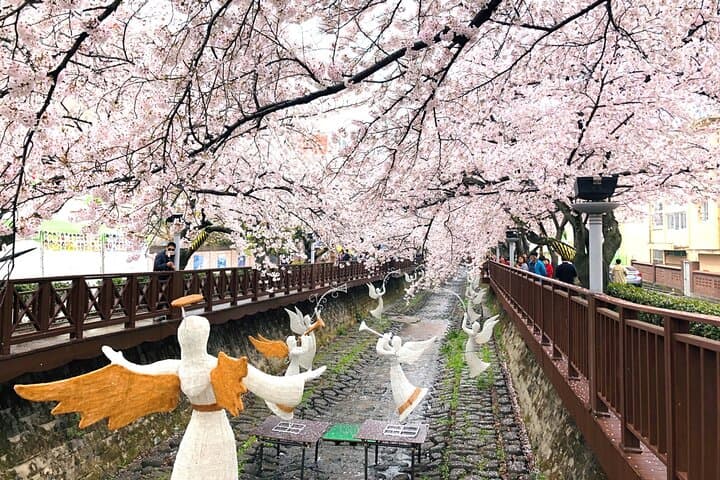 Experience Korea's Spring Splendor: Jinhae Cherry Blossom & Busan Sunrise Adventure photo 2