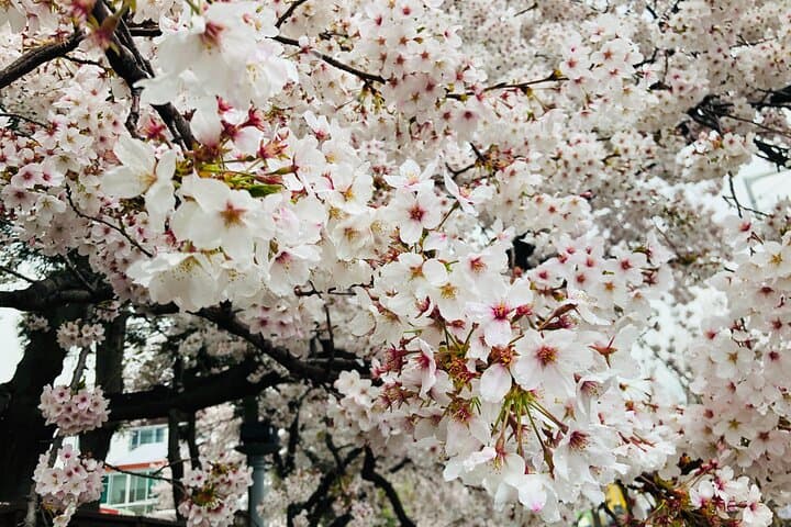 Experience Korea's Spring Splendor: Jinhae Cherry Blossom & Busan Sunrise Adventure photo 6