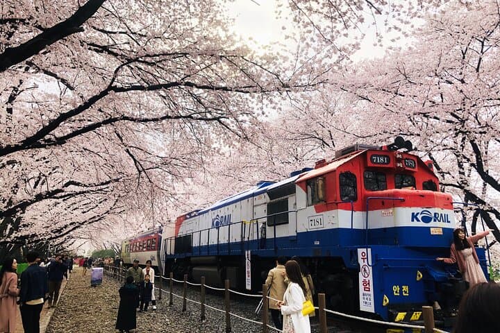 Jinhae Cherry Blossom Day Trip from Seoul: Yeojwacheon & Gyeonghwa Station photo 2