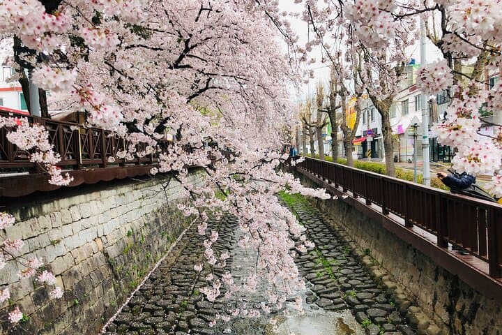 Jinhae Cherry Blossom Day Trip from Seoul: Yeojwacheon & Gyeonghwa Station photo 4