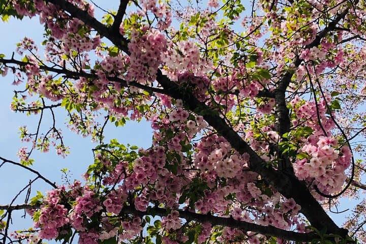 Jinhae Cherry Blossom Day Trip from Seoul: Yeojwacheon & Gyeonghwa Station photo 3