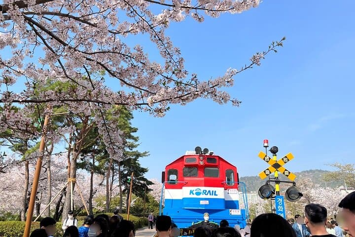 Jinhae Cherry Blossom Day Trip from Seoul: Yeojwacheon & Gyeonghwa Station
