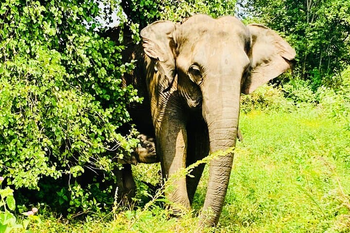 4-Hour Private Udawalawe Safari — Elephant & Leopard Viewing in Sri Lanka