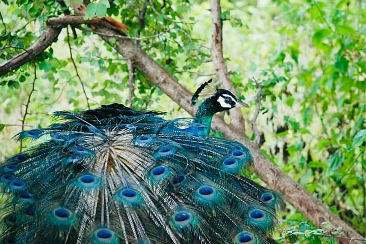 4-Hour Private Udawalawe Safari — Elephant & Leopard Viewing in Sri Lanka photo 2