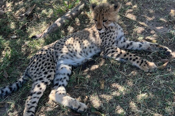Somerset West Cheetah Outreach: Up-Close Conservation Tour & Cheetah Runs photo 2