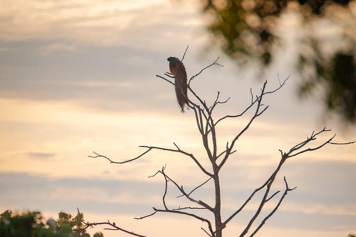 4-Hour Private Udawalawe Safari — Elephant & Leopard Viewing in Sri Lanka photo 3