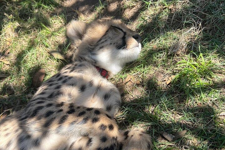 Somerset West Cheetah Outreach: Up-Close Conservation Tour & Cheetah Runs photo 3