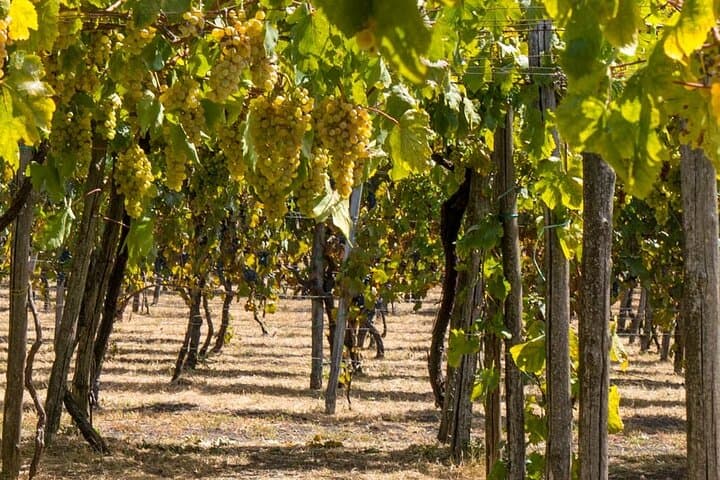 From Naples: Pompeii, Mount Vesuvius & Volcanic Wine Tasting Day Tour photo 6