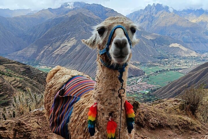 Andean Rituals Experience — Sacred Valley Ceremony, Llamas & Textiles Workshop photo 6