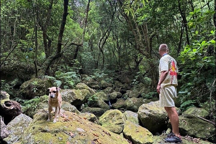 Private Waterfall Hiking in Madeira — 4 Spectacular Waterfalls by 4x4 Jeep photo 6