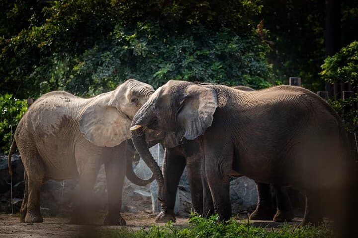 Dubai Safari Park Tickets: Zones, Wildlife Encounters & Visitor Guide photo 2